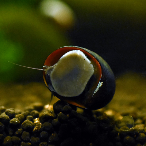 Anthrazit-Napfschnecke / Stahlhelmschnecke, Neritina pulligera